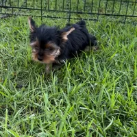 Slinky, a male Yorkshire Terrier for sale in Bloomington, CA – 8 of 10