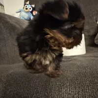 Slinky, a male Yorkshire Terrier for sale in Bloomington, CA – 5 of 10