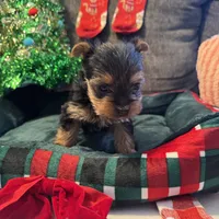 Slinky, a male Yorkshire Terrier for sale in Bloomington, CA – 7 of 10