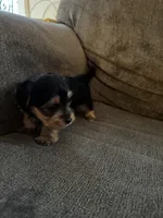 Tiny, a male Yorkshire Terrier for sale in Bloomington, CA – 9 of 10