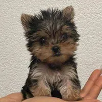 Rex, a male Yorkshire Terrier for sale in Bloomington, CA – 9 of 10