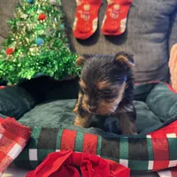 Rex, a male Yorkshire Terrier for sale in Bloomington, CA – 3 of 10