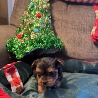Rex, a male Yorkshire Terrier for sale in Bloomington, CA – 2 of 10