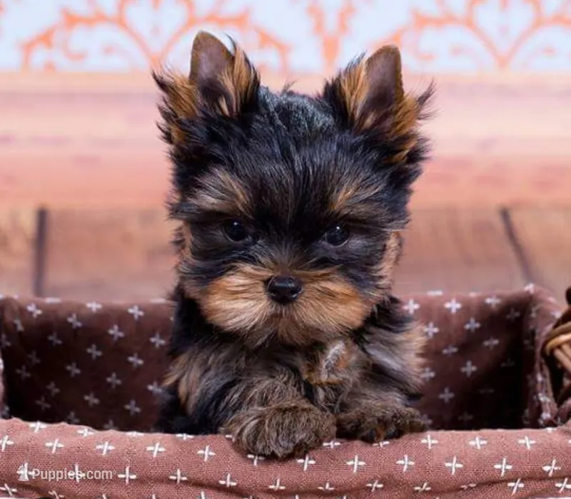 Rex – Yorkshire Terrier puppy for sale in Bloomington, CA