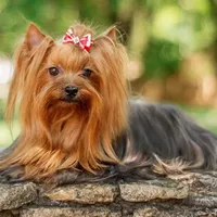 Rex, a male Yorkshire Terrier for sale in Bloomington, CA – 7 of 10
