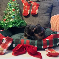 Rex, a male Yorkshire Terrier for sale in Bloomington, CA – 4 of 10