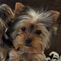 Rex, a male Yorkshire Terrier for sale in Bloomington, CA – 6 of 10