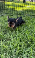 Tiny, a male Yorkshire Terrier for sale in Bloomington, CA – 6 of 10