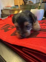 Tiny, a male Yorkshire Terrier for sale in Bloomington, CA – 8 of 10