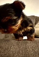 Tiny, a male Yorkshire Terrier for sale in Bloomington, CA – 2 of 10