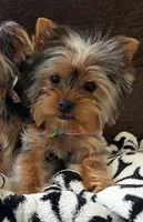 Tiny, a male Yorkshire Terrier for sale in Bloomington, CA – 3 of 10