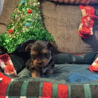 Woody, a male Yorkshire Terrier for sale in Bloomington, CA – 3 of 10