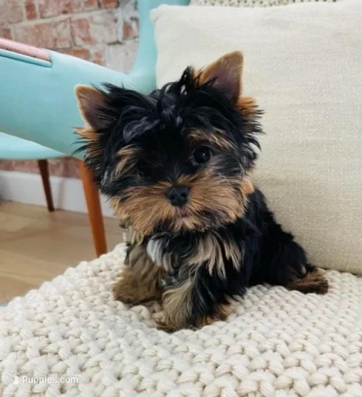 Woody – Yorkshire Terrier puppy for sale in Bloomington, CA