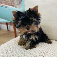 Woody, a male Yorkshire Terrier for sale in Bloomington, CA – 1 of 10