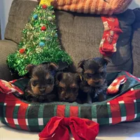 Woody, a male Yorkshire Terrier for sale in Bloomington, CA – 5 of 10