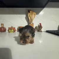 Woody, a male Yorkshire Terrier for sale in Bloomington, CA – 10 of 10