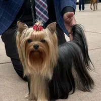 Woody, a male Yorkshire Terrier for sale in Bloomington, CA – 7 of 10