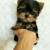 Woody, a male Yorkshire Terrier for sale in Bloomington, CA – 2 of 10