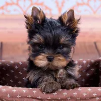 Woody, a male Yorkshire Terrier for sale in Bloomington, CA – 9 of 10