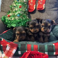 Woody, a male Yorkshire Terrier for sale in Bloomington, CA – 6 of 10