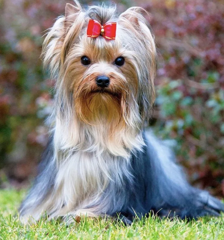 Tiny – Yorkshire Terrier puppy for sale in Bloomington, CA