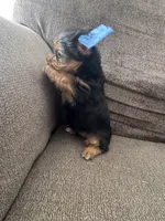 Tiny, a male Yorkshire Terrier for sale in Bloomington, CA – 10 of 10