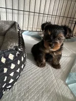 Tiny, a male Yorkshire Terrier for sale in Bloomington, CA – 5 of 10