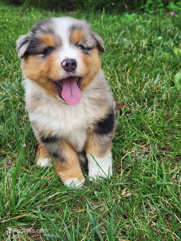Cletus – Australian Shepherd puppy for sale in Bedford, PA