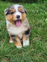 Cletus, a male Australian Shepherd for sale in Bedford, PA – 1 of 3