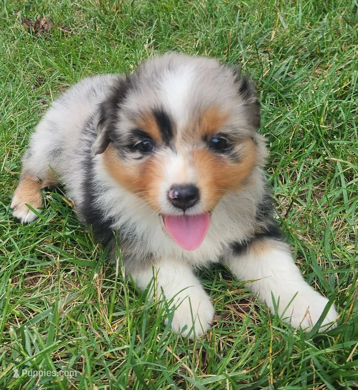 Chloe – Australian Shepherd puppy for sale in Bedford, PA