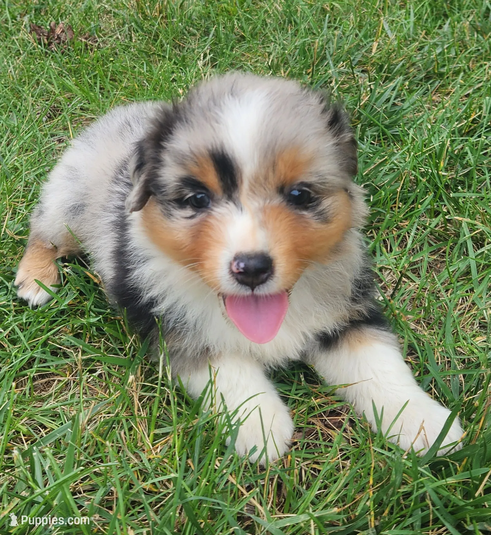 Chloe – Australian Shepherd Puppy for Sale in Bedford, PA