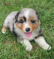 Chloe, a female Australian Shepherd for sale in Bedford, PA – 1 of 3