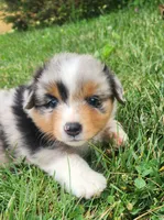 Chloe, a female Australian Shepherd for sale in Bedford, PA – 2 of 3