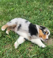 Chloe, a female Australian Shepherd for sale in Bedford, PA – 3 of 3