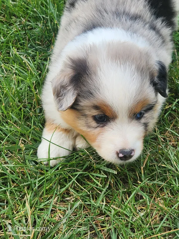 Clara – Australian Shepherd puppy for sale in Bedford, PA