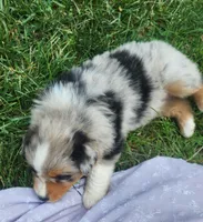 Clemet, a male Australian Shepherd for sale in Bedford, PA – 2 of 3