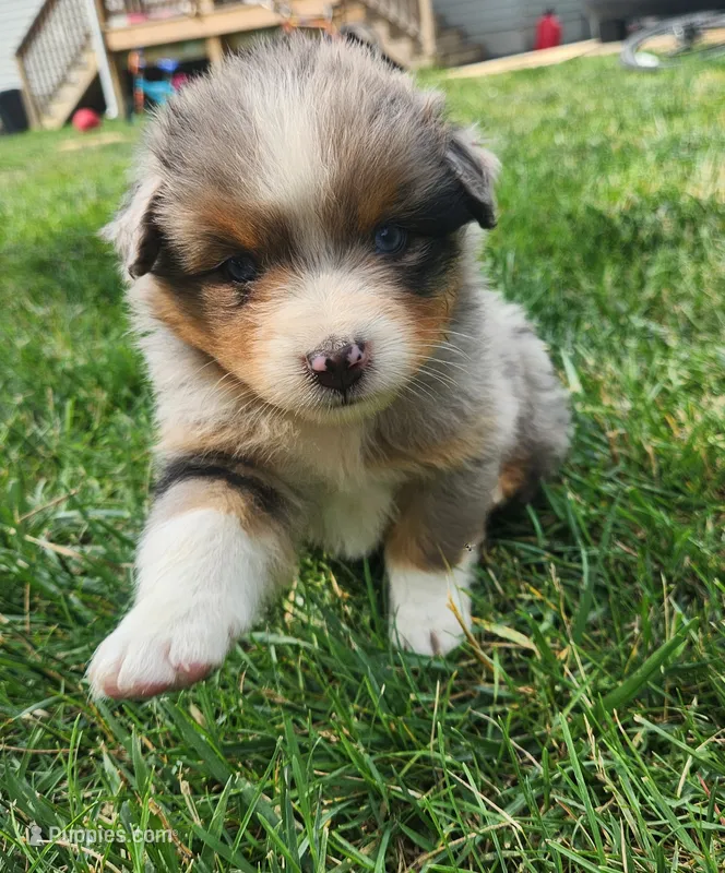 Claudia – Australian Shepherd puppy for sale in Bedford, PA