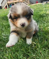 Claudia, a female Australian Shepherd for sale in Bedford, PA – 1 of 3