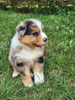 Cletus, a male Australian Shepherd for sale in Bedford, PA – 2 of 3