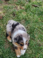 Cletus, a male Australian Shepherd for sale in Bedford, PA – 3 of 3