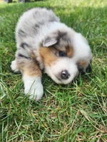 Clara, a female Australian Shepherd for sale in Bedford, PA – 2 of 3