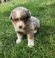 Claudia, a female Australian Shepherd for sale in Bedford, PA – 2 of 3