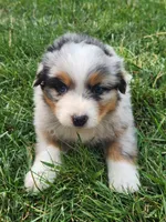 Clemet, a male Australian Shepherd for sale in Bedford, PA – 3 of 3