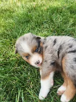 Claudia, a female Australian Shepherd for sale in Bedford, PA – 3 of 3