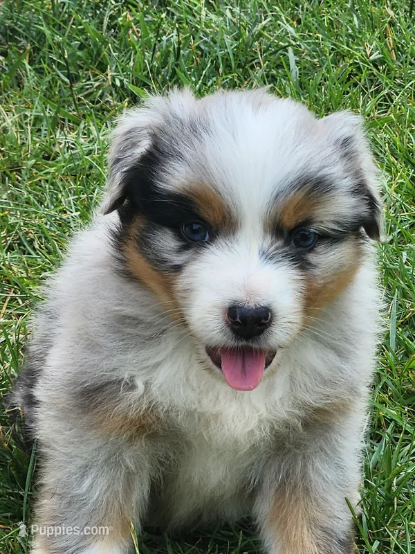 Clemet – Australian Shepherd puppy for sale in Bedford, PA