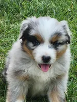 Clemet, a male Australian Shepherd for sale in Bedford, PA – 1 of 3