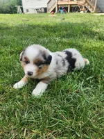 Clara, a female Australian Shepherd for sale in Bedford, PA – 3 of 3