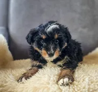 processed/95163b8d-7a27-4e4a-b9dc-acfadda962b9/listing/90daa223-3fad-4dc5-b9d7-cb02c6c64467/e6f4b3b7-4702-4ef2-91b3-205ad8b085e7