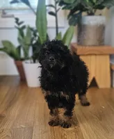 Sierra, a female Miniature Bernedoodle for sale in Mohnton, PA – Photo 1 of 3