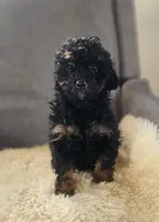 Sierra, a female Miniature Bernedoodle for sale in Mohnton, PA – Photo 2 of 3